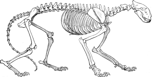 Скелет тигра рисунок