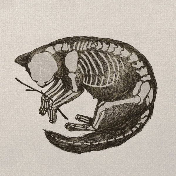 Скелет гравюра животные
