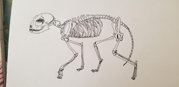 Скелет кошки для рисования