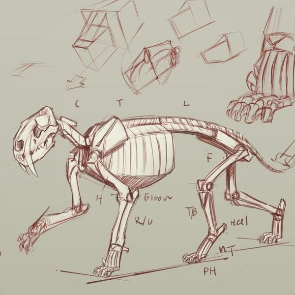 Скелет кошки анатомия для художников