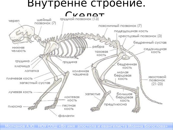Строение скелета котенка