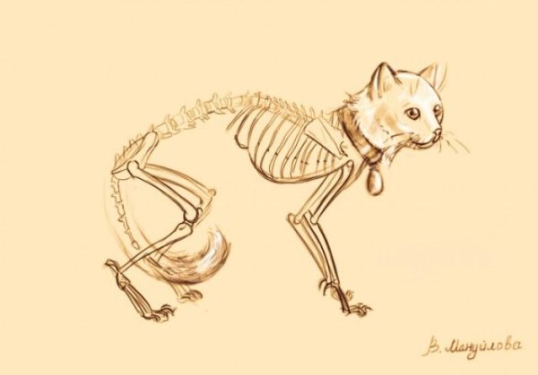 Скелет кошки для рисования