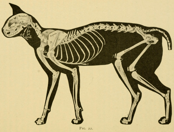 Кошачья анатомия