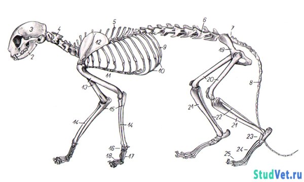 Кости кошки анатомия