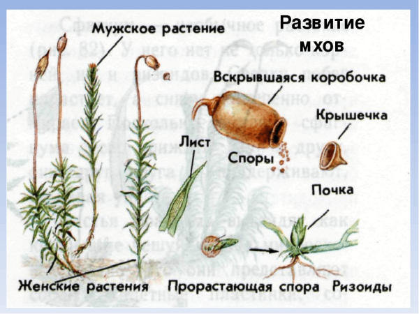Кукушкин лен размножение схема