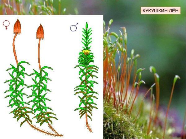 Кукушкин лён