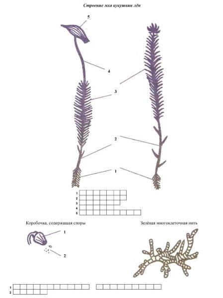 Строение мха Кукушкин лен рисунок