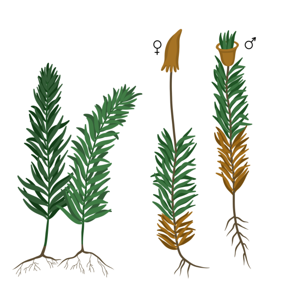 Кукушкин лён