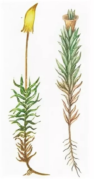 Кукушкин лен однодомное растение