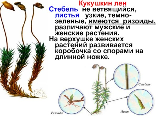 Сфагнум ризоиды