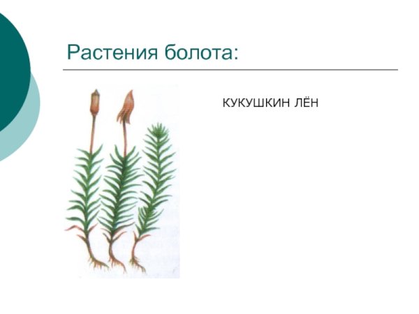 Строение мха Кукушкин лен рисунок