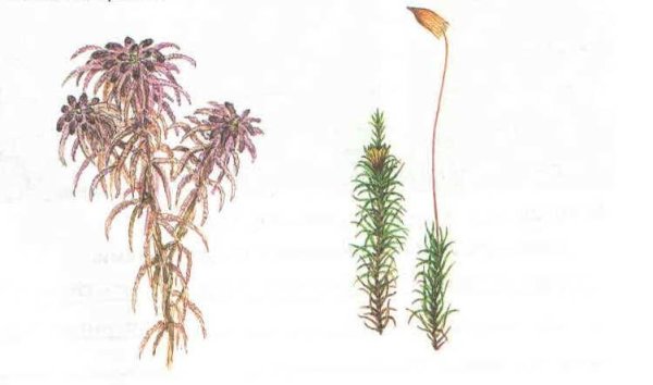 Кукушкин лен и сфагнум