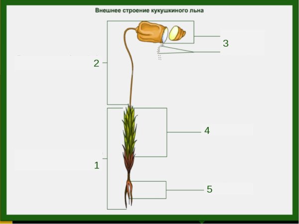 Строение гаметофита кукушкиного льна