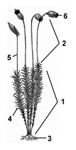 Кукушкин лен строение коробочки