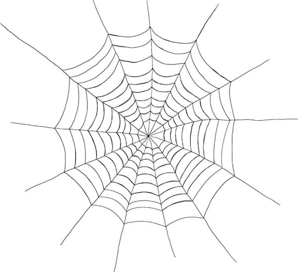 Паук на паутине рисунок