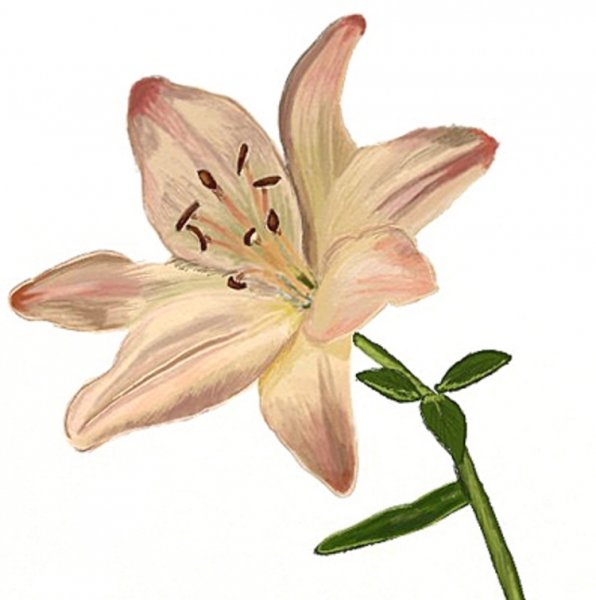 Лилии карандашом для срисовки