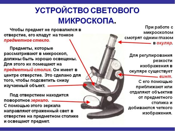 Строение микроскопа винты