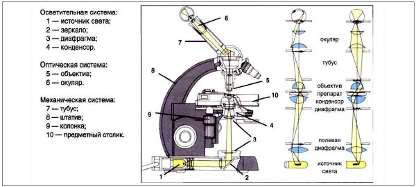 Световой микроскоп строение конденсор