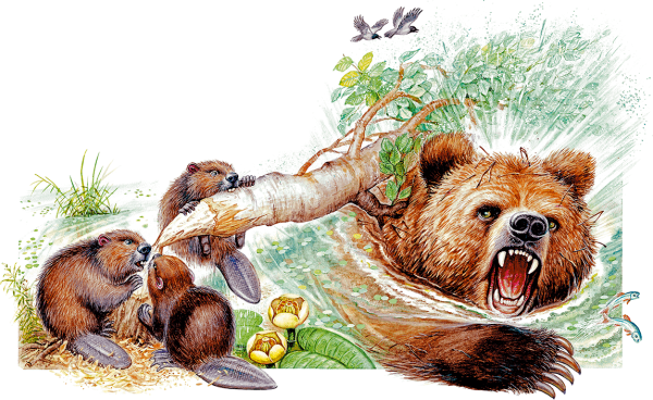 Паустовский дремучий медведь