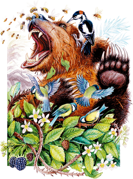 Дремучий медведь Пришвина