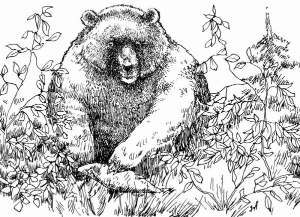 Медведь символ России раскраска