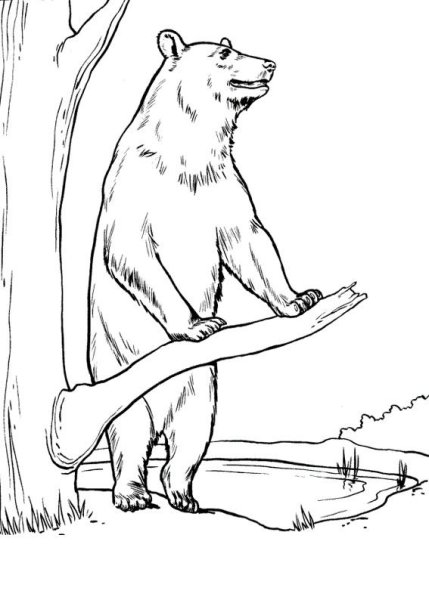 Паустовский дремучий медведь