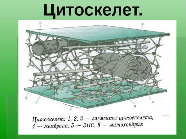Строение цитоскелета клетки схема