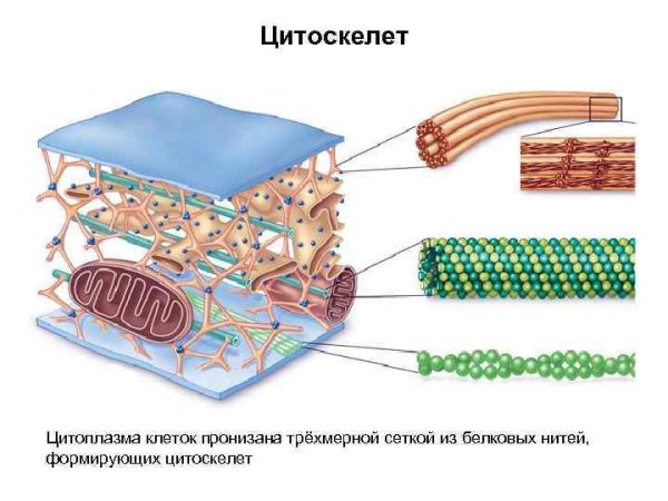 Микротрубочки цитоскелета строение