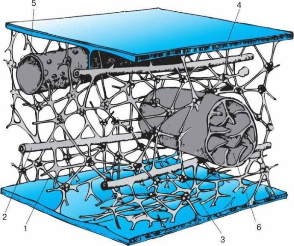 Строение животной клетки цитоскелет
