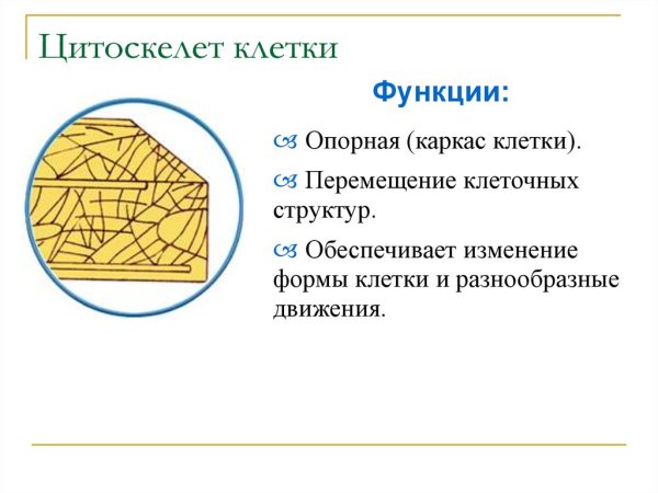 Актиновые филаменты в клетке