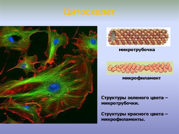Цитоскелет растительной клетки функции