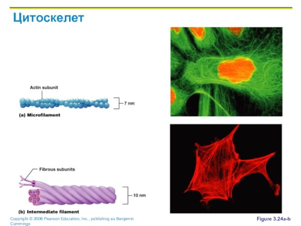 Цитоскелет гиалоплазмы