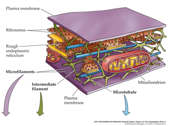 Развитый цитоскелет