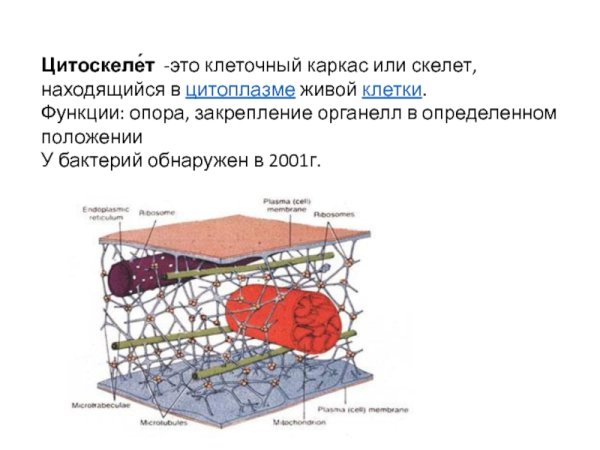 Строение и функции цитоскелета