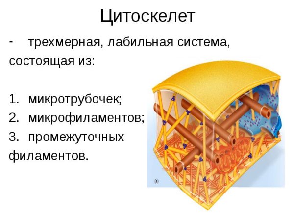 Цитоскелет грибной клетки
