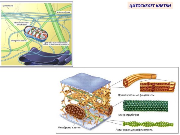 Микротрубочки и микрофиламенты строение