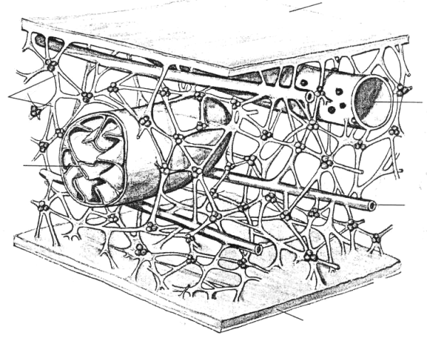 Микротрубочки цитоскелета строение