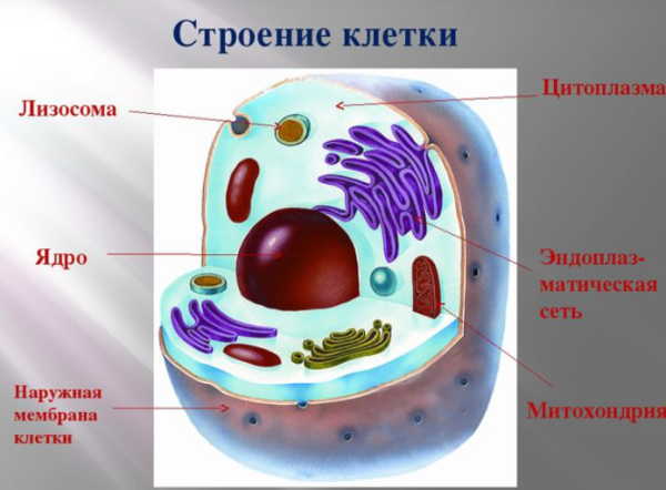 Модель клетки человека 5 класс биология