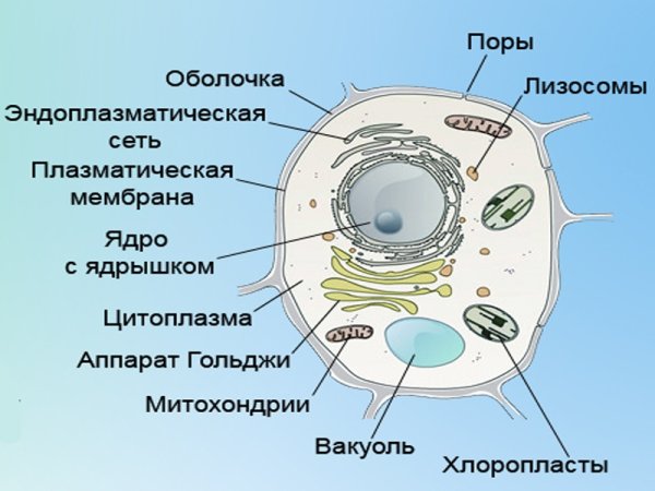 Строение растительной клетки клетки