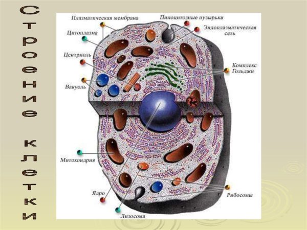Строение эукариотической животной клетки