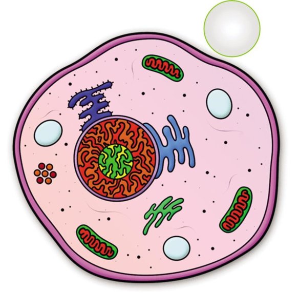 Животные клетки