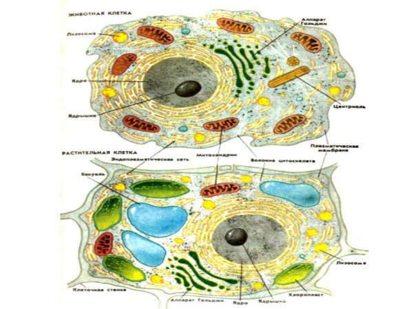 Строение растительной и животной клетки