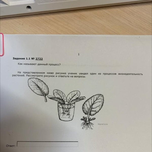 На рисунке представлен вид схемы из процессов жизнедеятельности