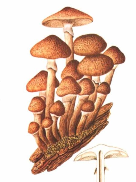 Съедобные грибы опята раскраска