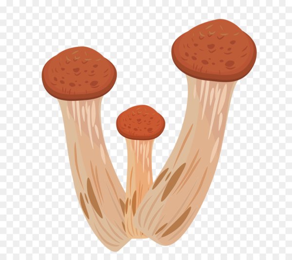 Раскраска гриб ложные опята