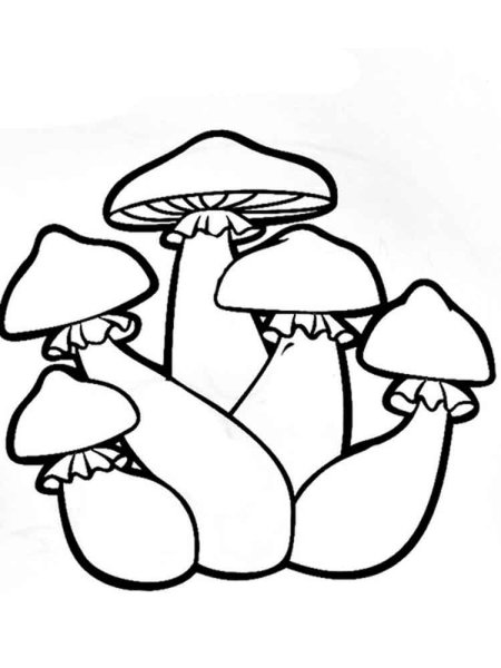 Опята грибы