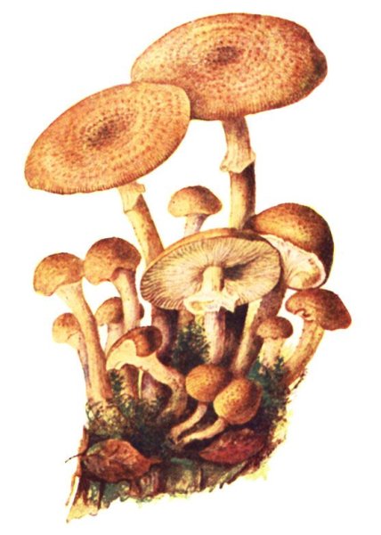 Грибы опята рисунок раскраска