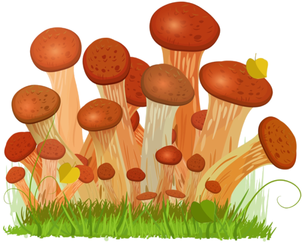 Рисование грибы опята