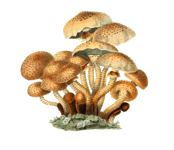 Гриб зонтик рисунок