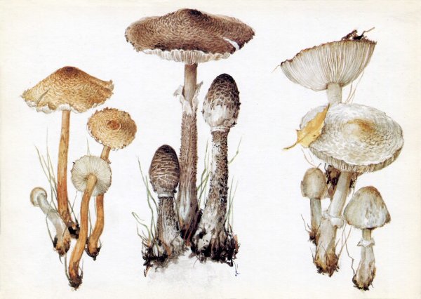 Опята раскраска для детей